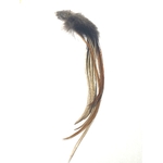 plumes coq limousin