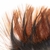 coq plume