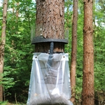 Piège à chenilles processionnaire petit modèle