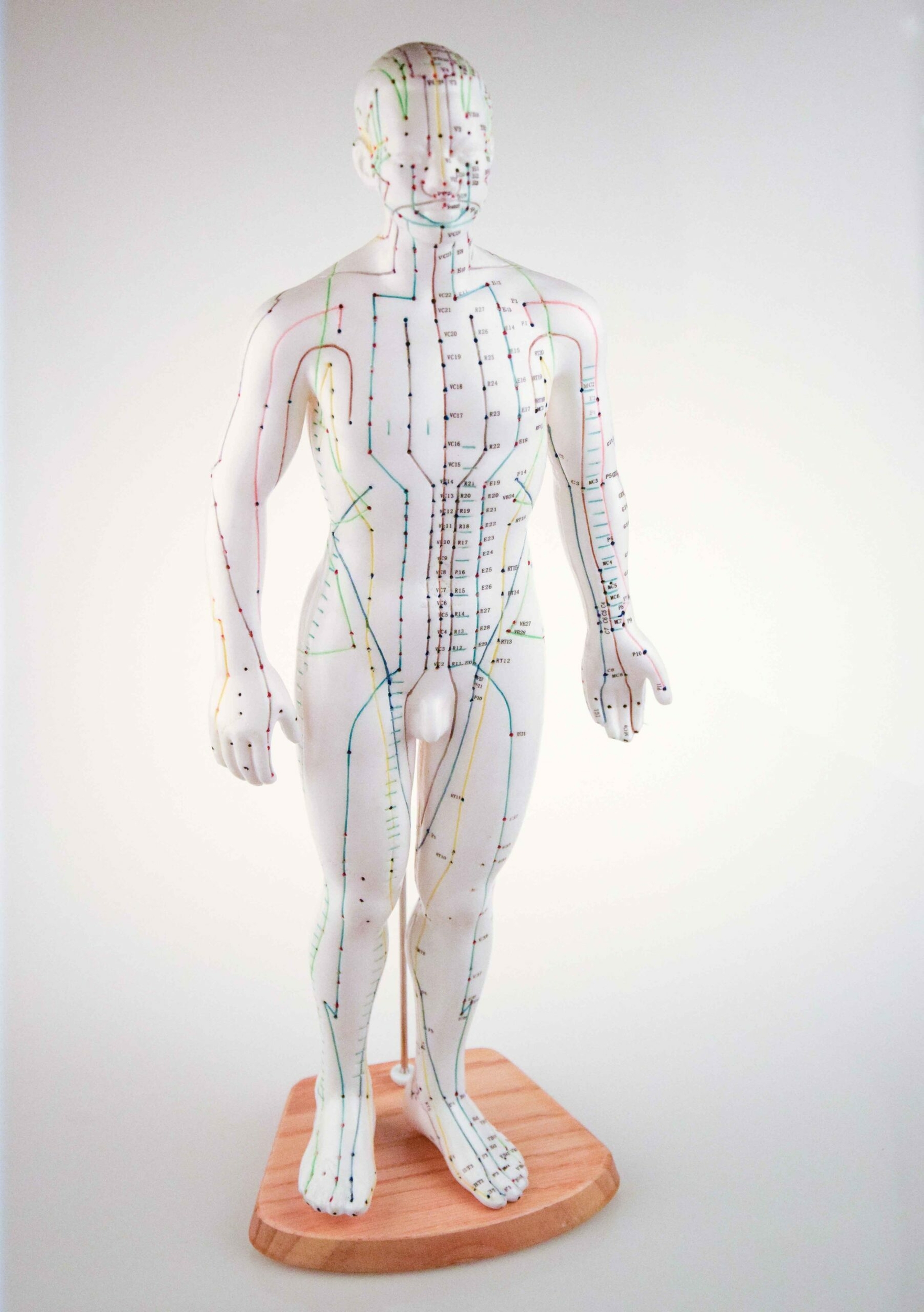 2420-Mannequin-dAcupuncture-Langue-Francaise-scaled