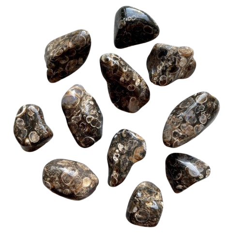 pierre-roulée-agate-turitelle-fossile-origine-indonésie-3-5cm-energie-lithothérapie-chakras-karma-relationnel-teora-libération-blocages-harmonie-ancrage