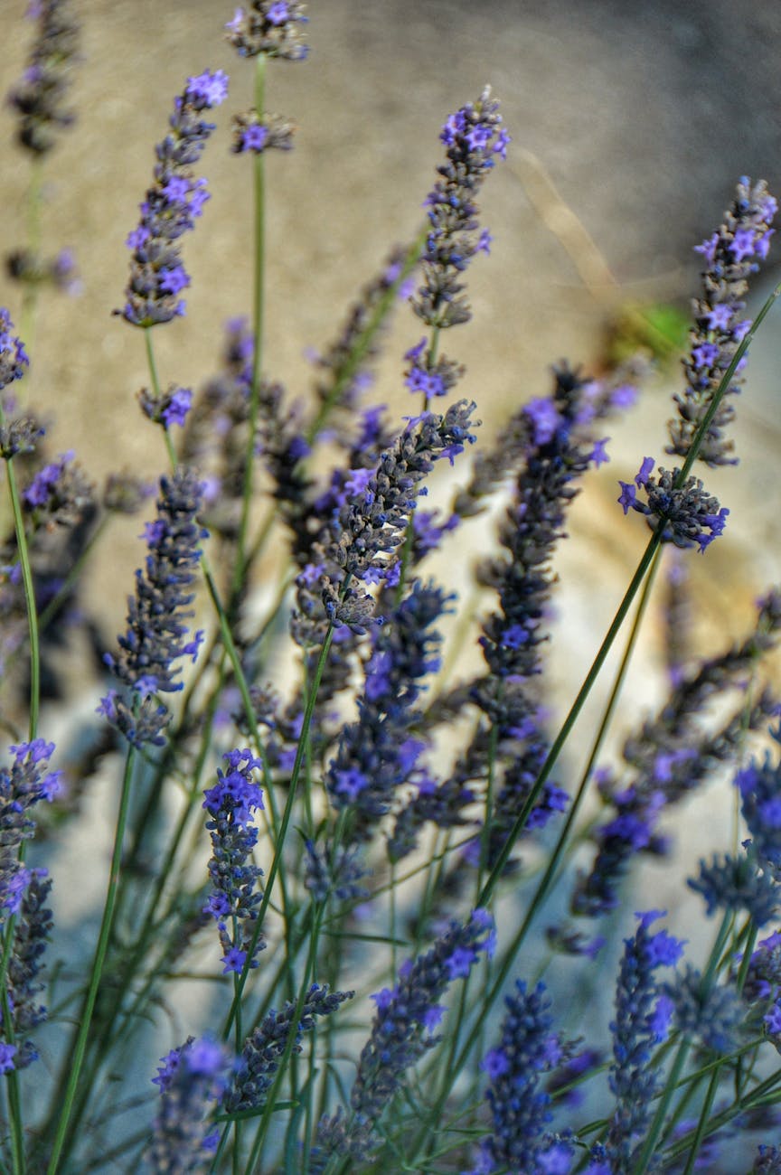 Photos gratuites de à base de plantes, aménagement paysager, apaisant