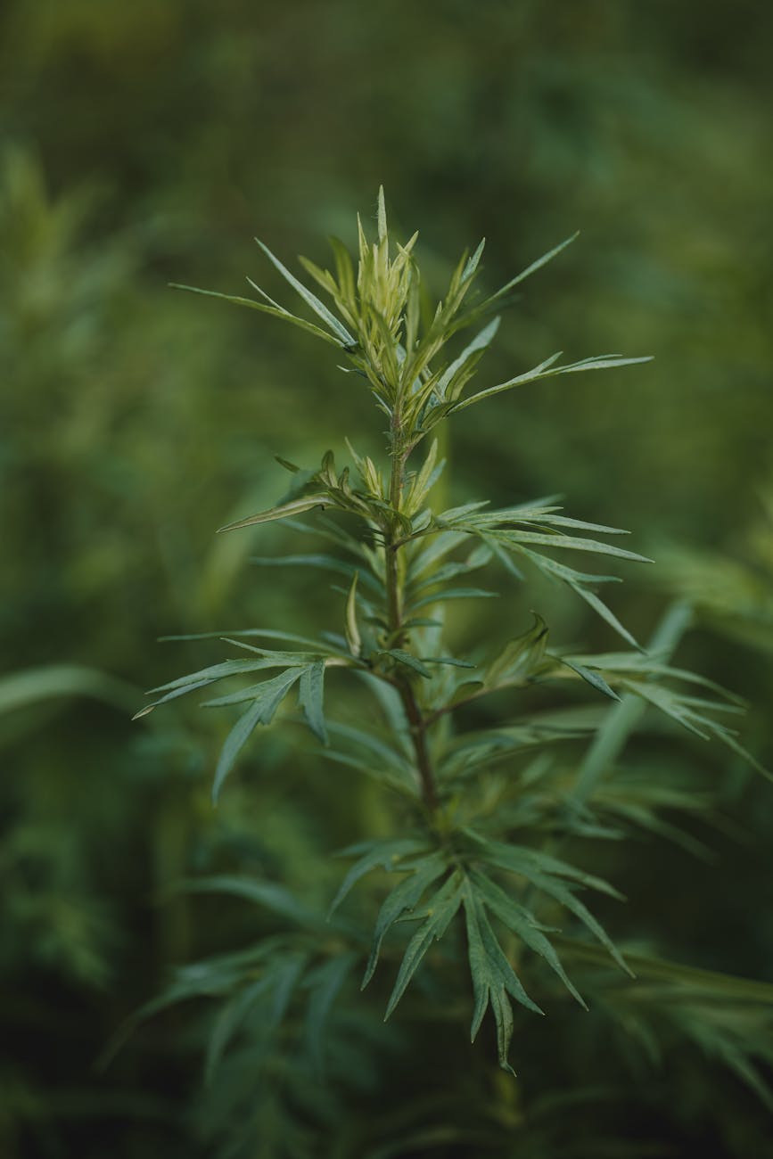 Photos gratuites de à base de plantes, armoise, aromathérapie