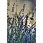 Photos gratuites de à base de plantes, aménagement paysager, apaisant