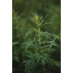 Photos gratuites de à base de plantes, armoise, aromathérapie