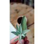 Vue rapprochée de feuilles de sauge fraîches tenues à la main sur un arrière-plan flou
