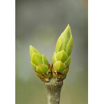 Photos gratuites de aménagement paysager, beauté naturelle, bio