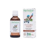 cornouiller-sanguin-bourgeon-bio-gemmotherapie