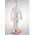2420-Mannequin-dAcupuncture-Langue-Francaise-scaled