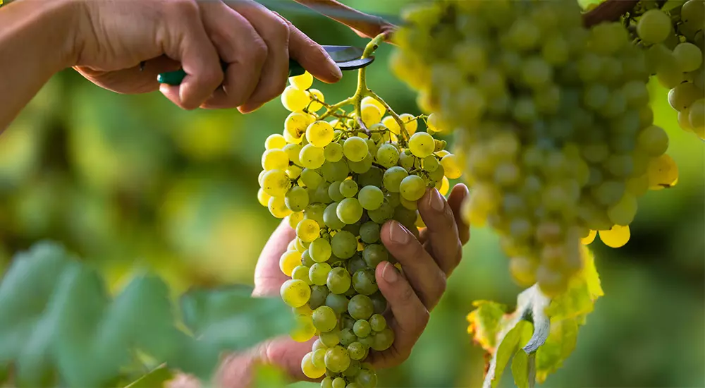 Domaine de Fonroche