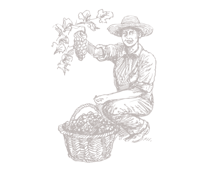 crea devinsetdivins vins illustration