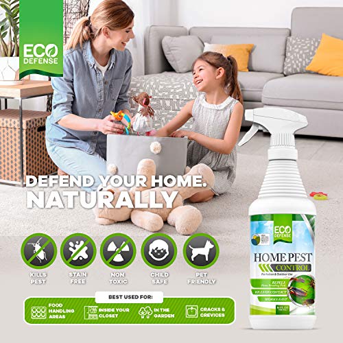 51WW-Wwze0L._SL500_
