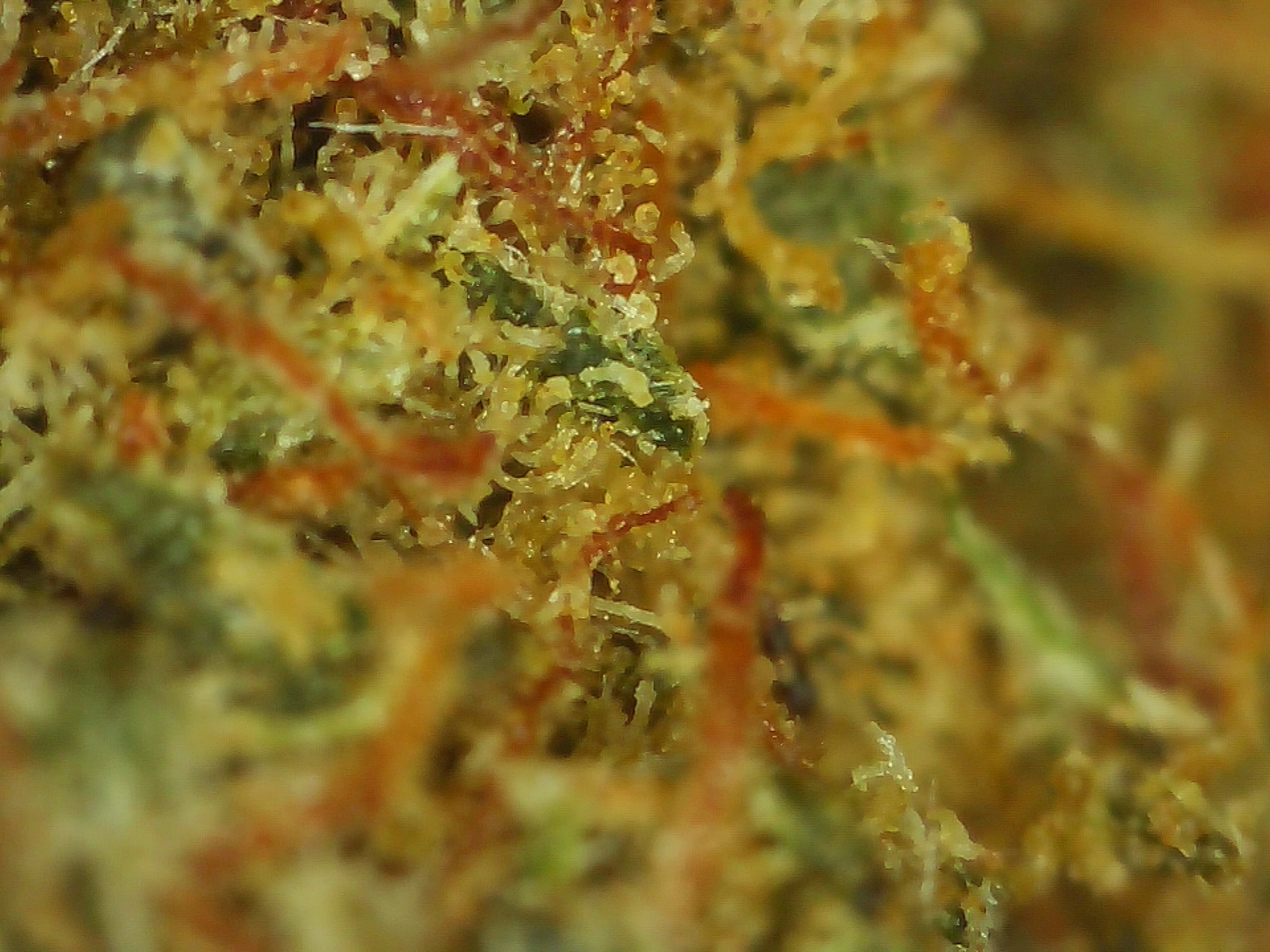 LA Confidential Micro