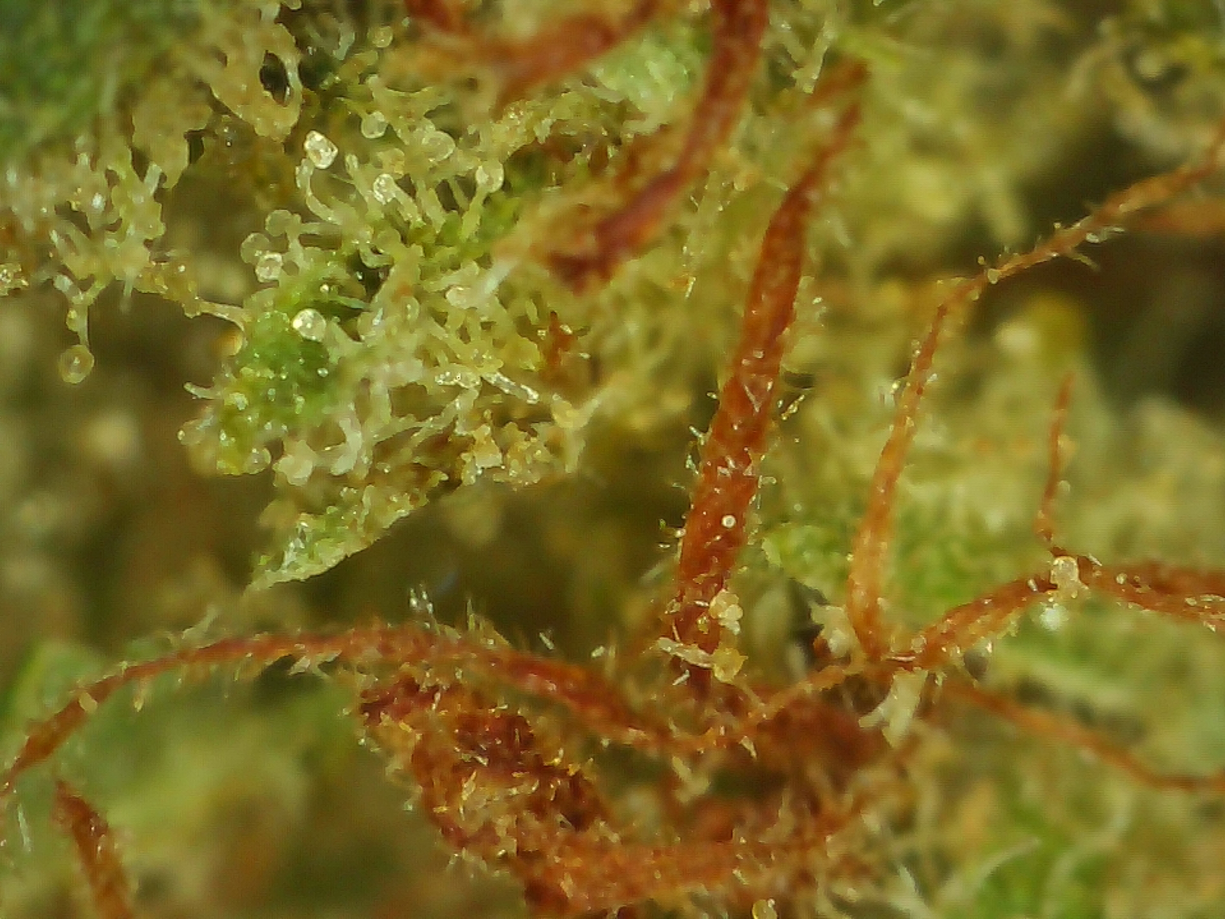 Zkittlez Micro