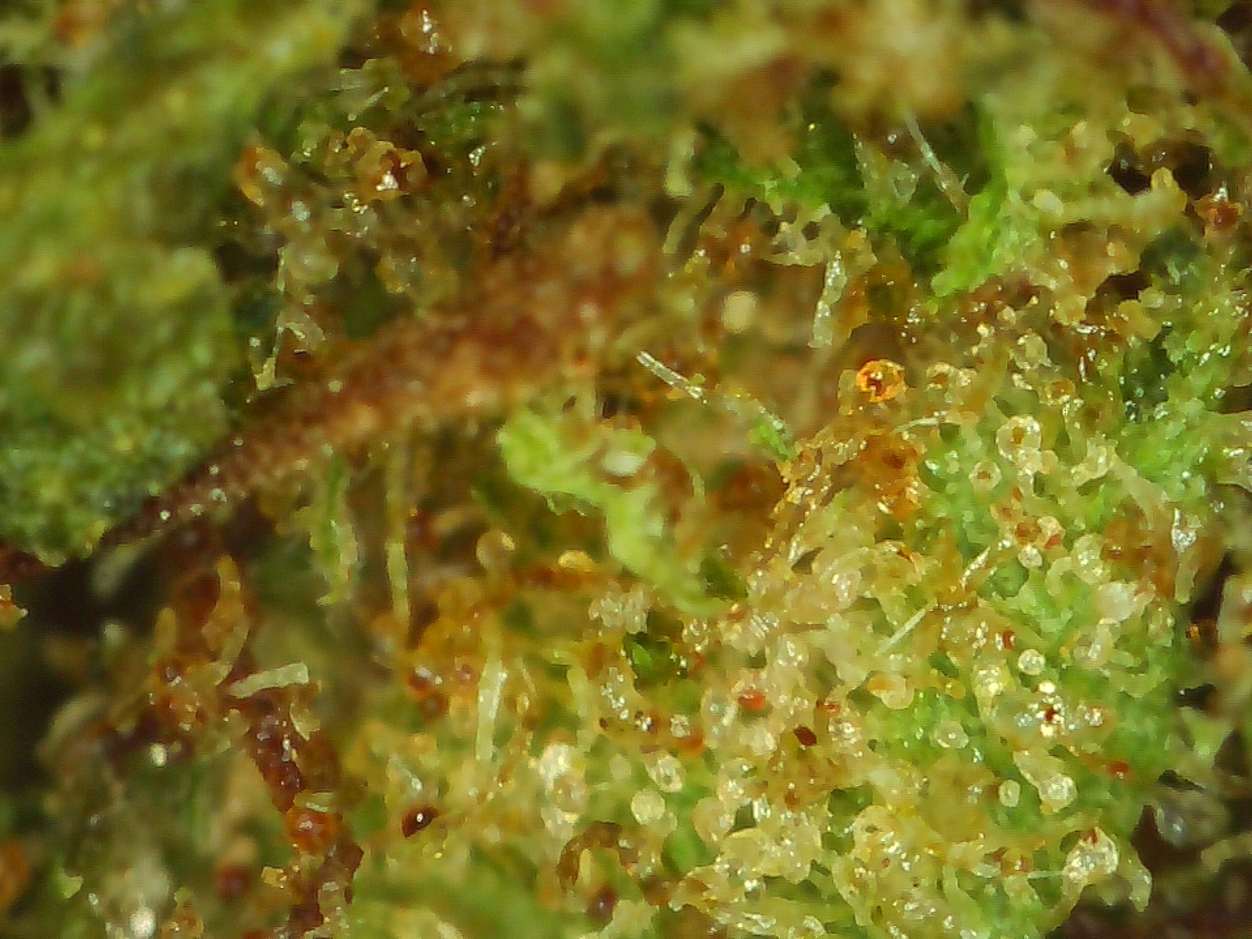 Dark Pepper Micro