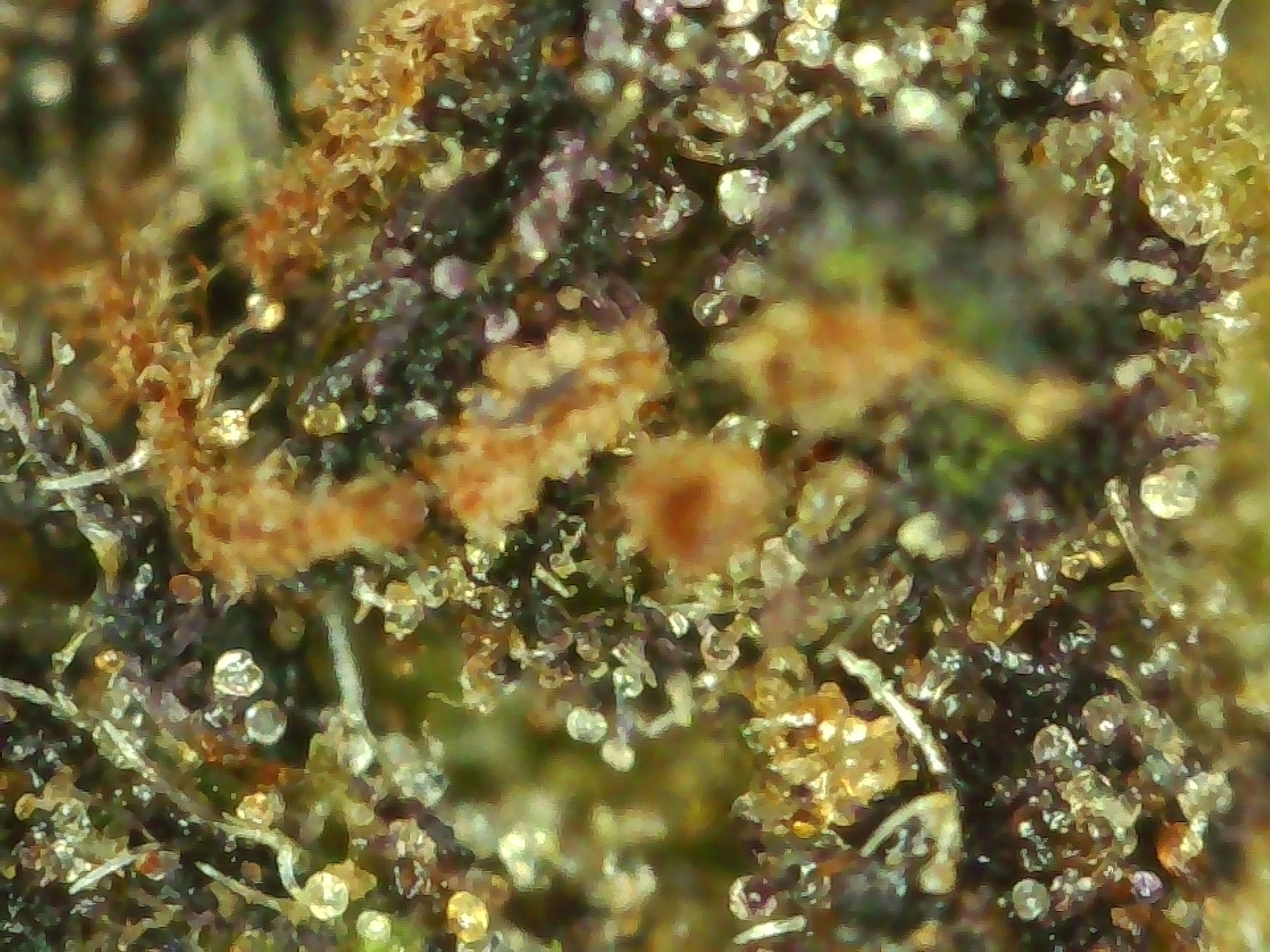 Blueberry micro