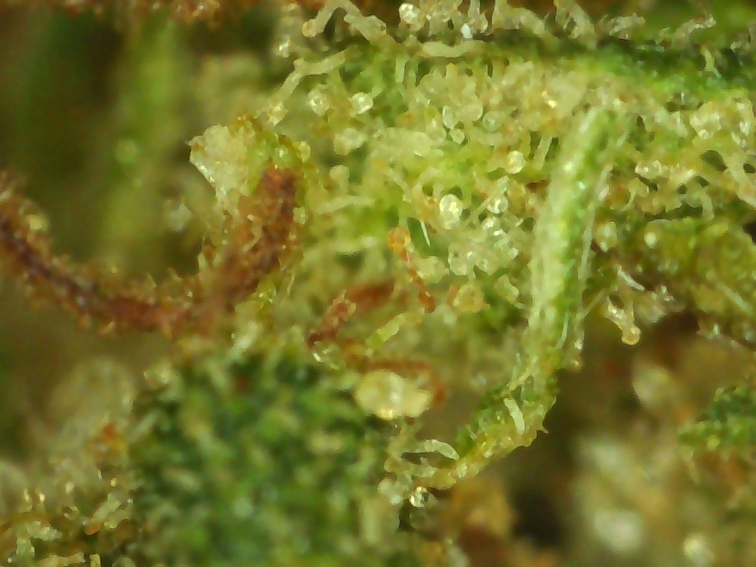 Tropical Hze micro