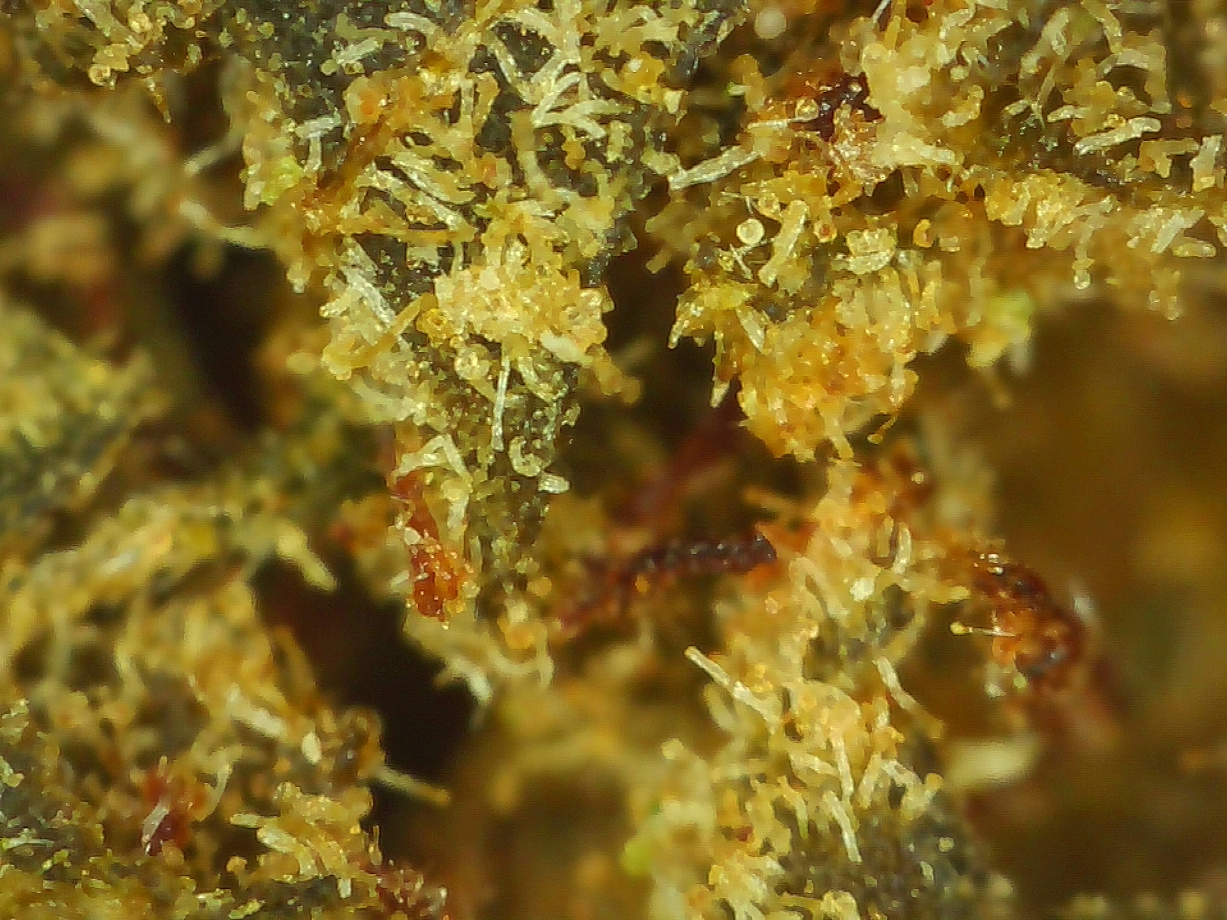 blueberry micro