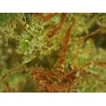 Zkittlez Micro