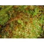 Dark Pepper Micro
