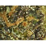 Blueberry micro