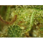 Tropical Hze micro