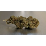 Tropical Haze