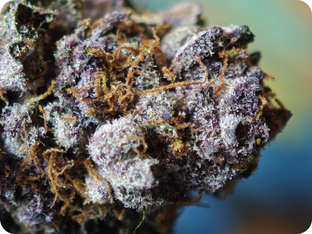 achat thca france - Tropicana x Hulk smash thca