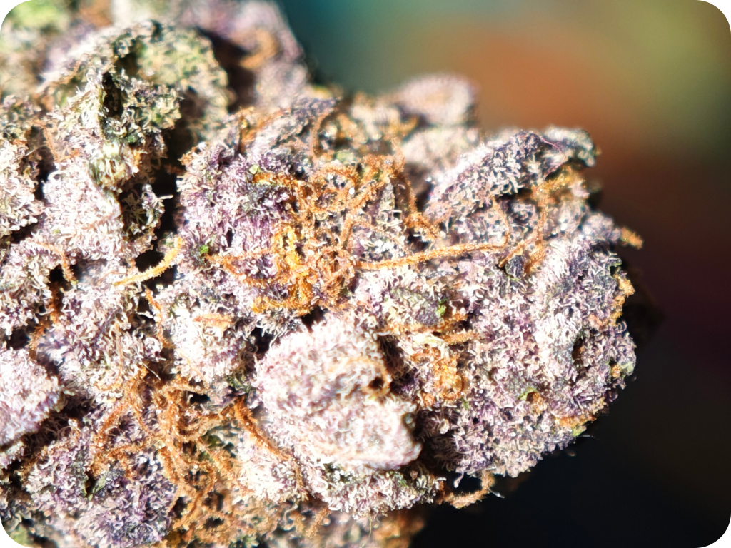 achat thca france - Tropicana X hulk smash zoom trichomes