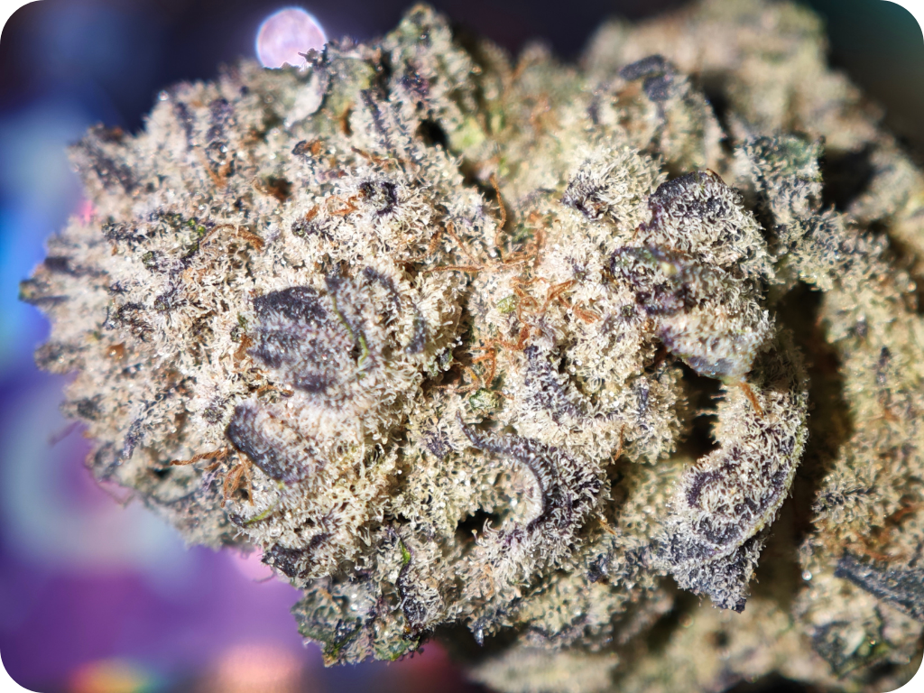achat thca france - Blue nerds zoom trichomes