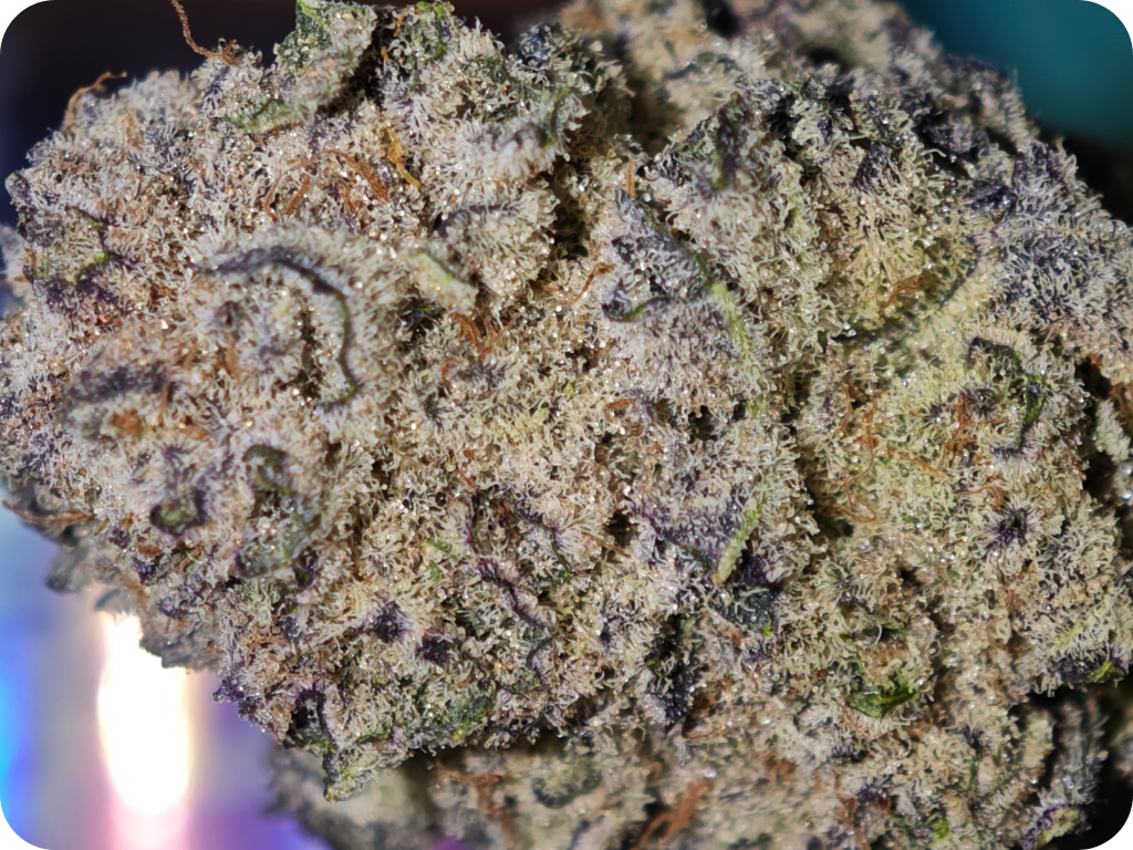 Blue nerds thca flower