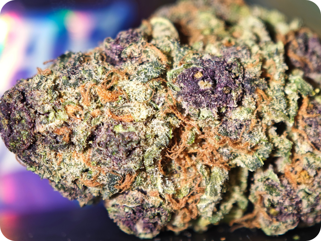 thca france - Black mapple 22 zoom