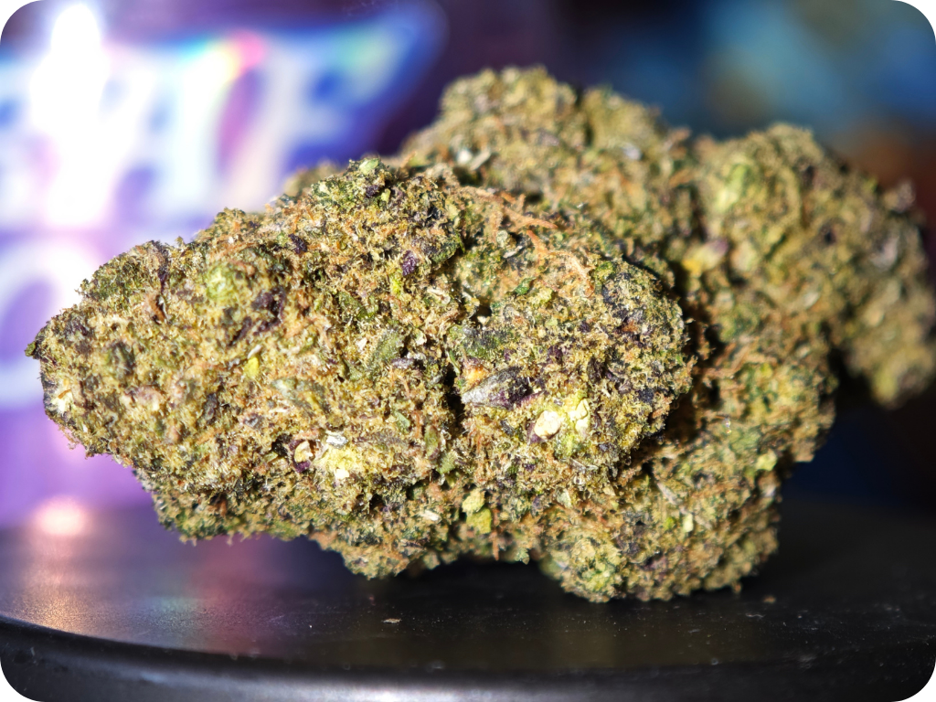 gelato 41 thca zoom trichomes
