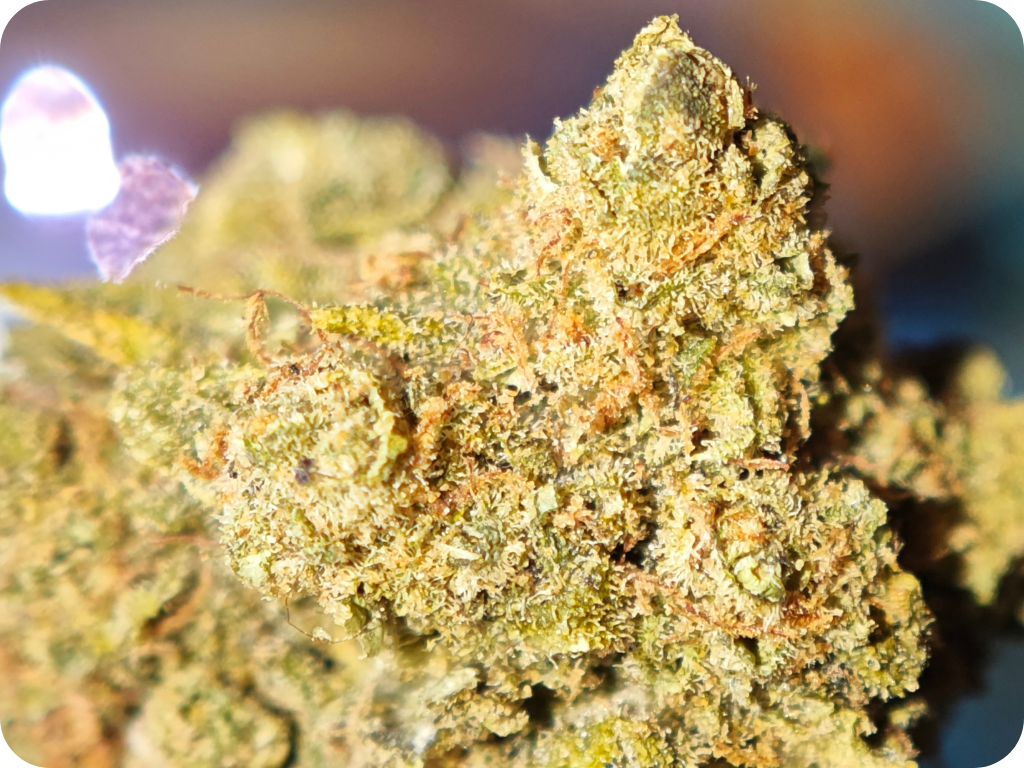 Super lemon haze THC CBD zoom trichomes