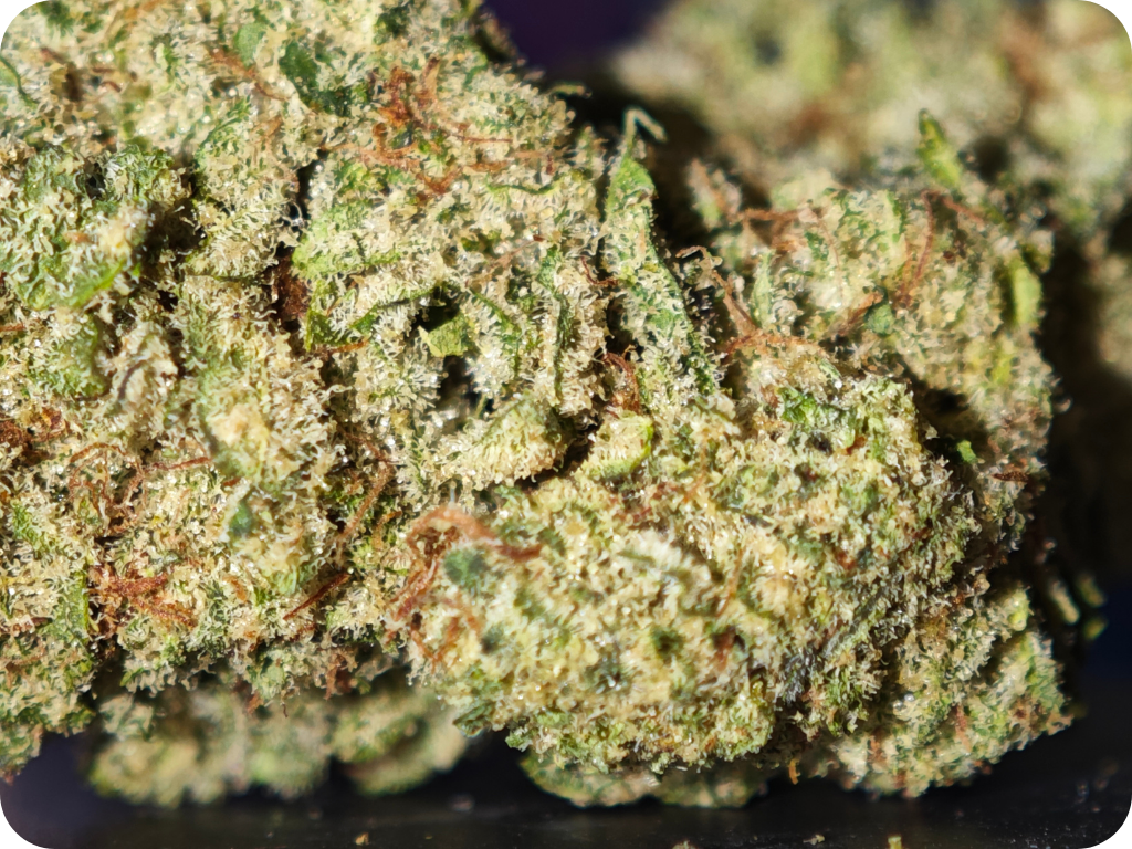 zoom trichomes zoap x malabar