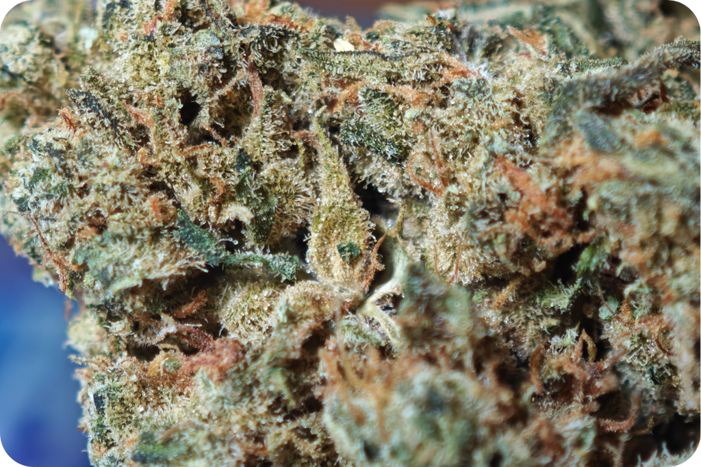 zoom tricomes thca france