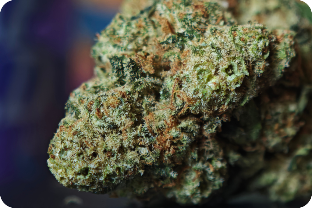 zoom amnesia thca cbd