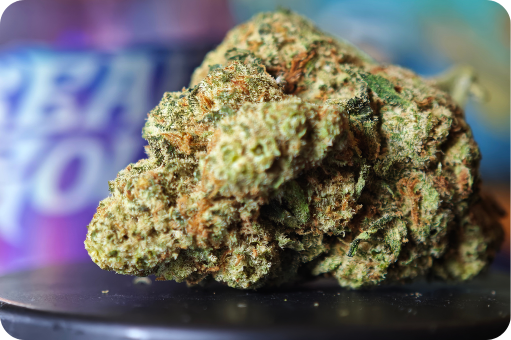 amnesia thca cbd