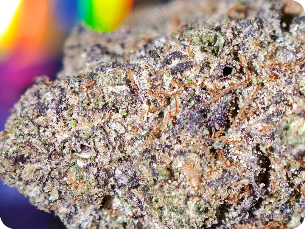 thca france thca france leaf gold - rainbow runtz shop thca