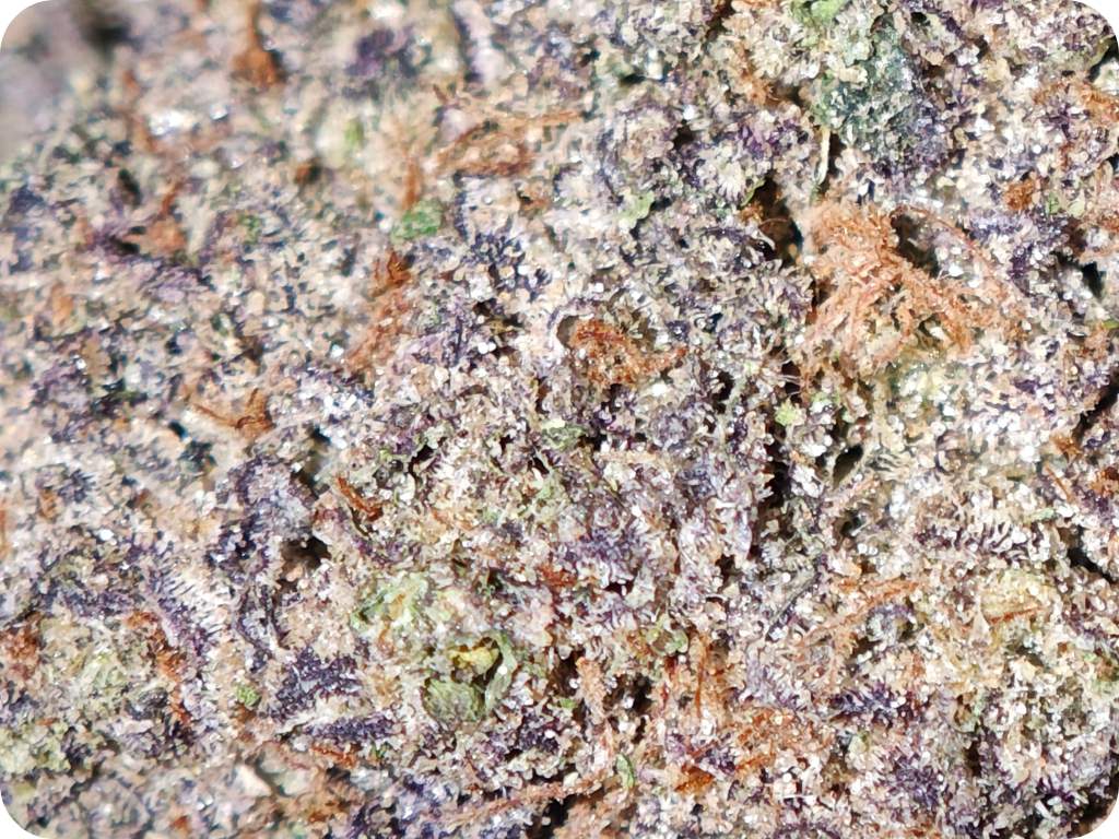 thca france leaf gold - rainbow runtz shop thca  trichomes