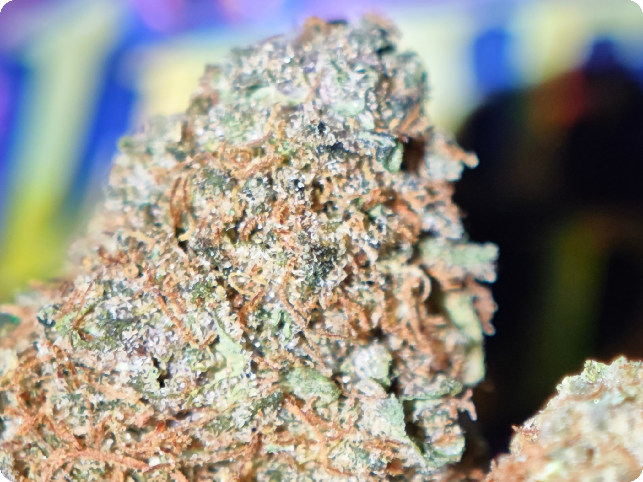 mango sherbet thca france zoom