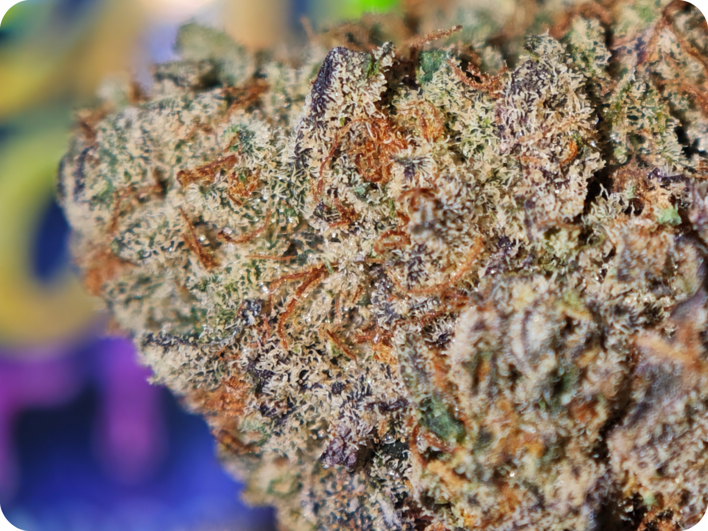 thca france gelato 41