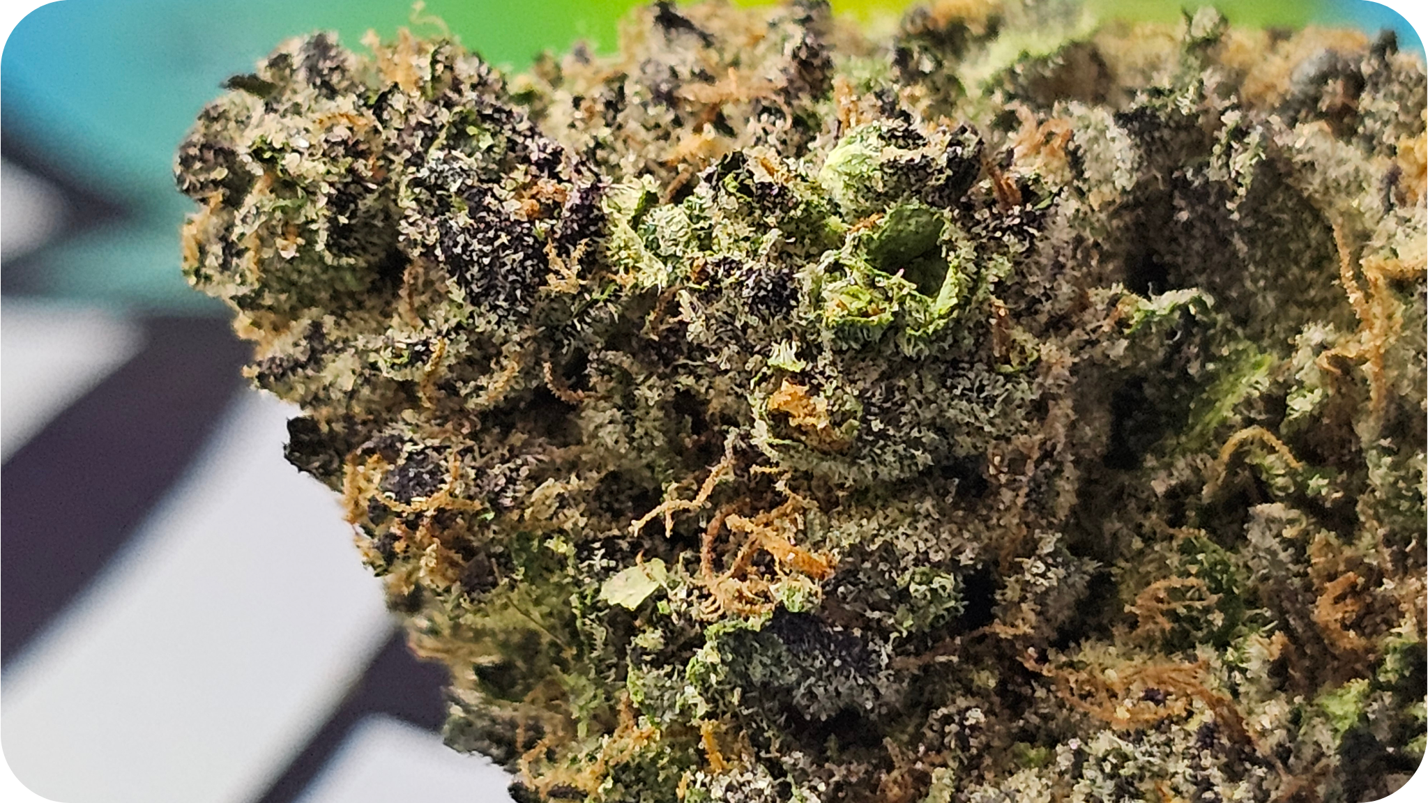 grossite thca achat thca, fleur thca , thca france , acheter thca , gushers thca , leaf gold thca