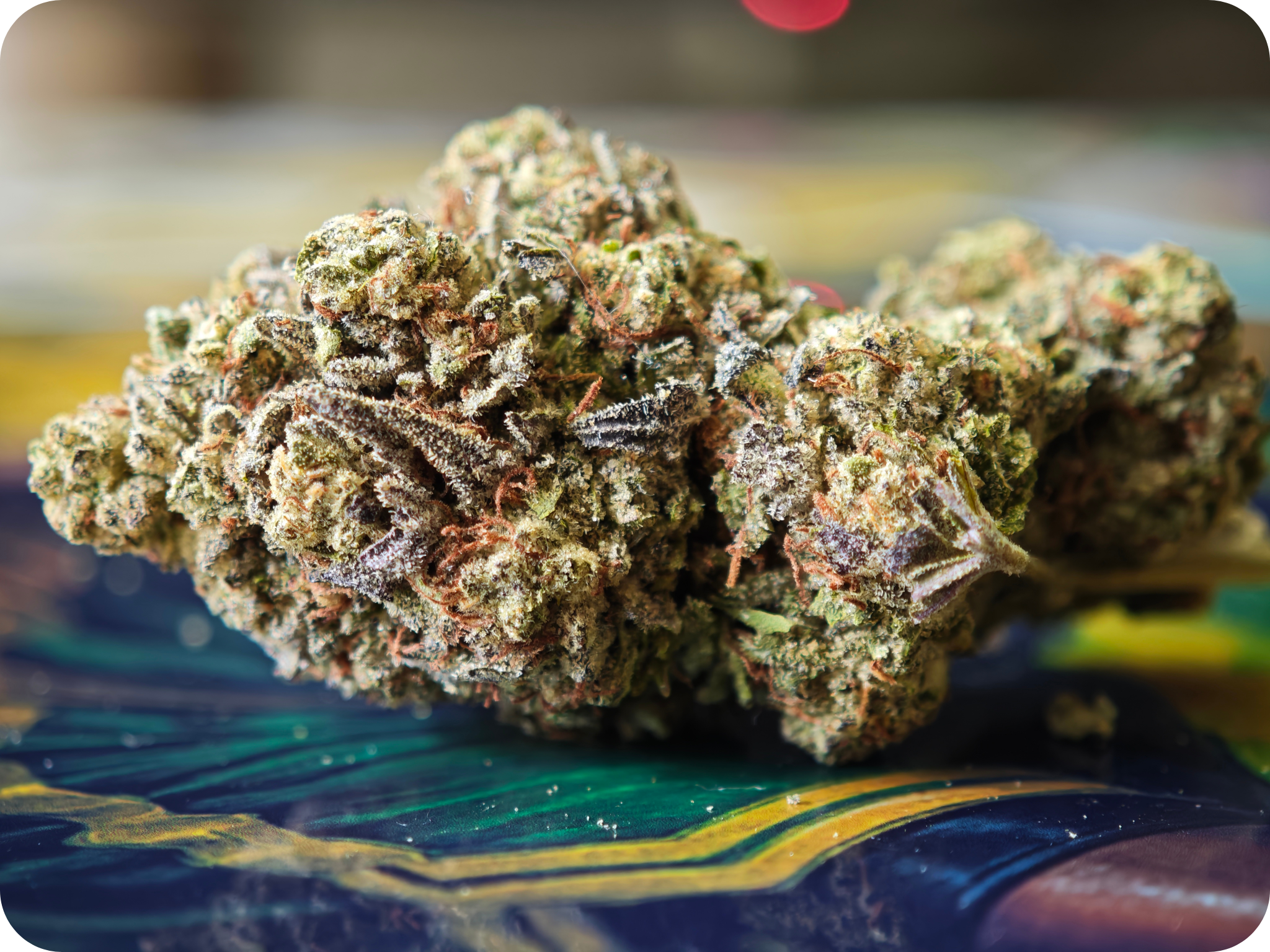 flower thca, boutique thca , avis thca , gary payton thca , leaf gold thca
