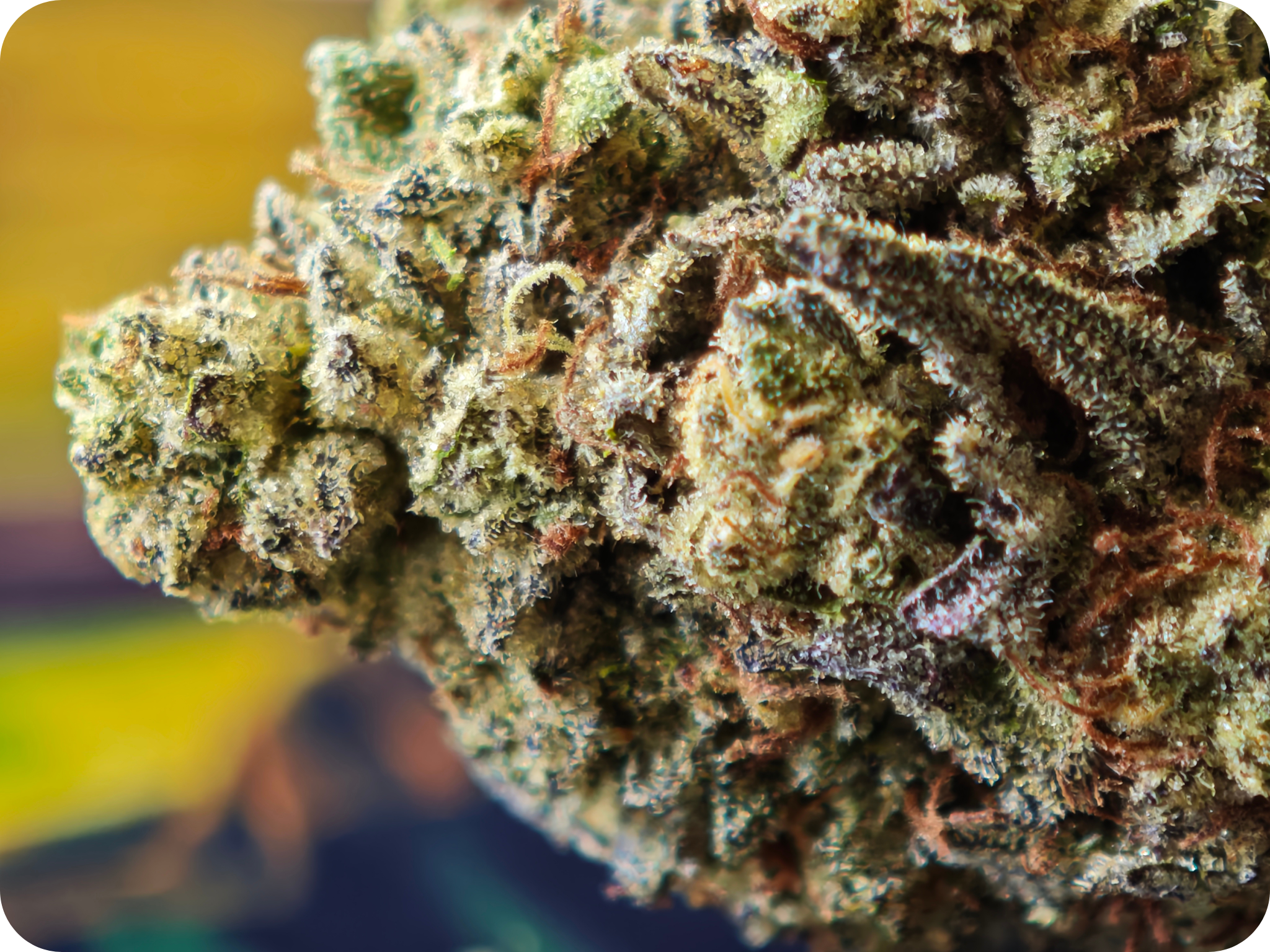 flower thca, boutique thca , avis thca , gary payton thca , leaf gold thca france