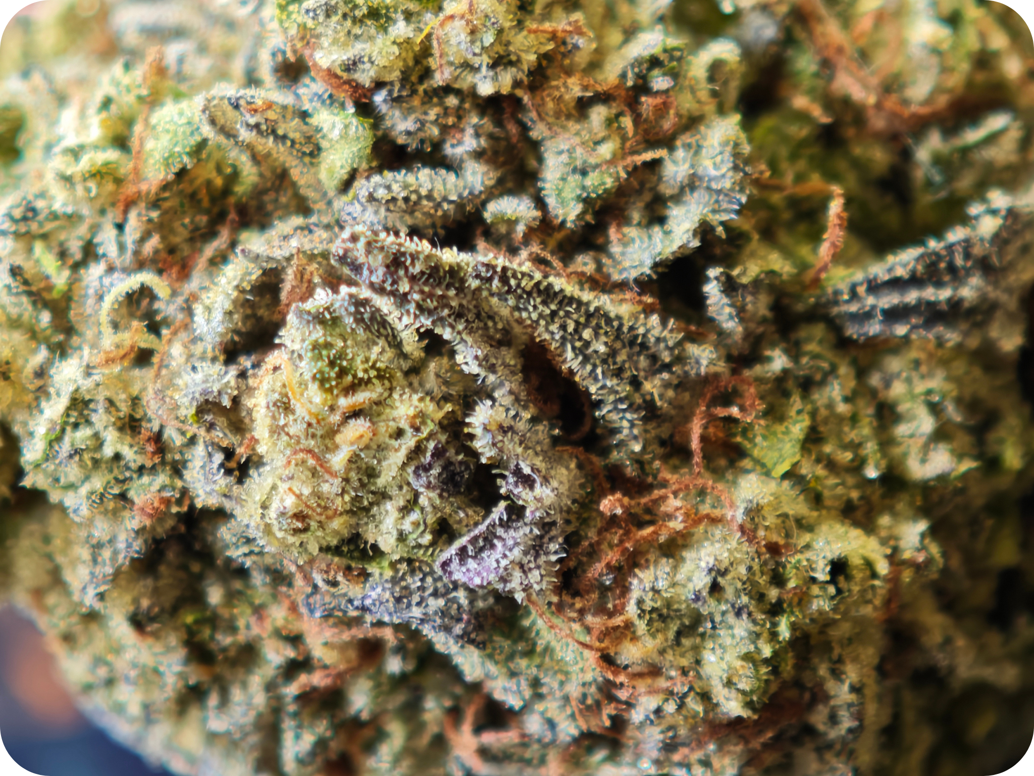 achat thca flower thca, boutique thca , avis thca , gary payton thca