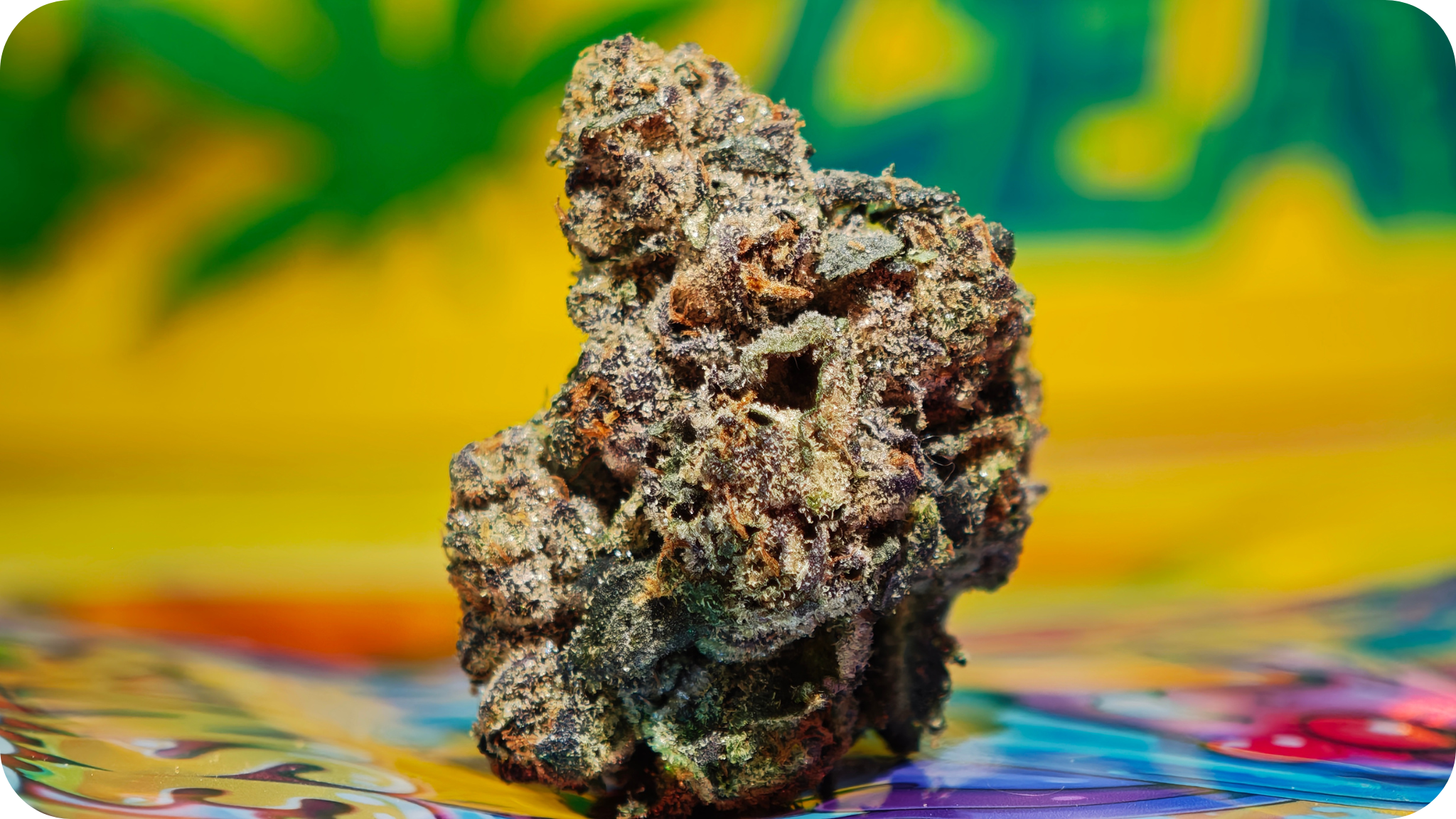Sunset Sherbet THCA fleur premium californienne naturelle – Leaf Gold