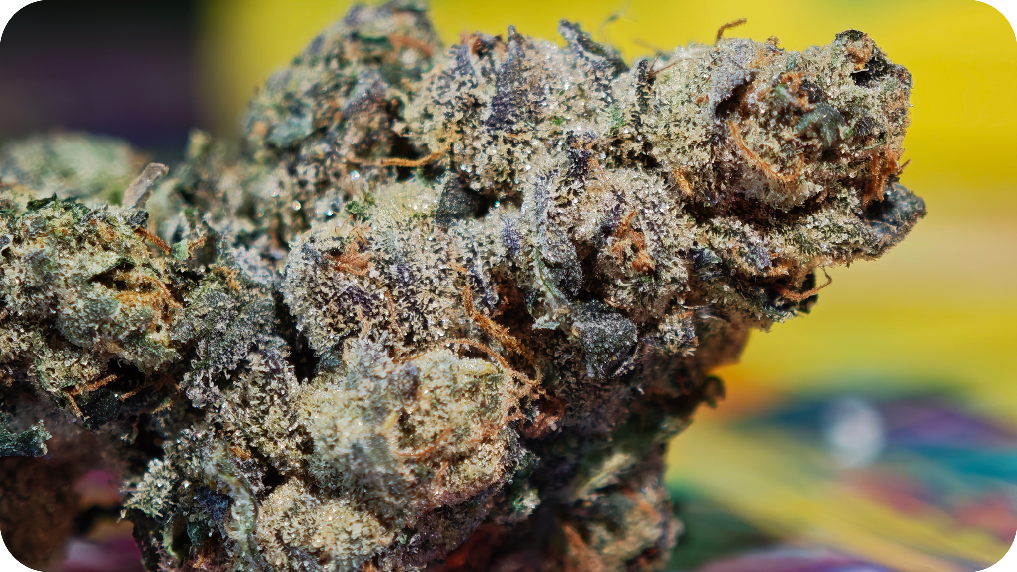 fleur THCA EXOTIC ULTRA AAAA Sunset Sherbet – trichomes visibles et arômes fruites