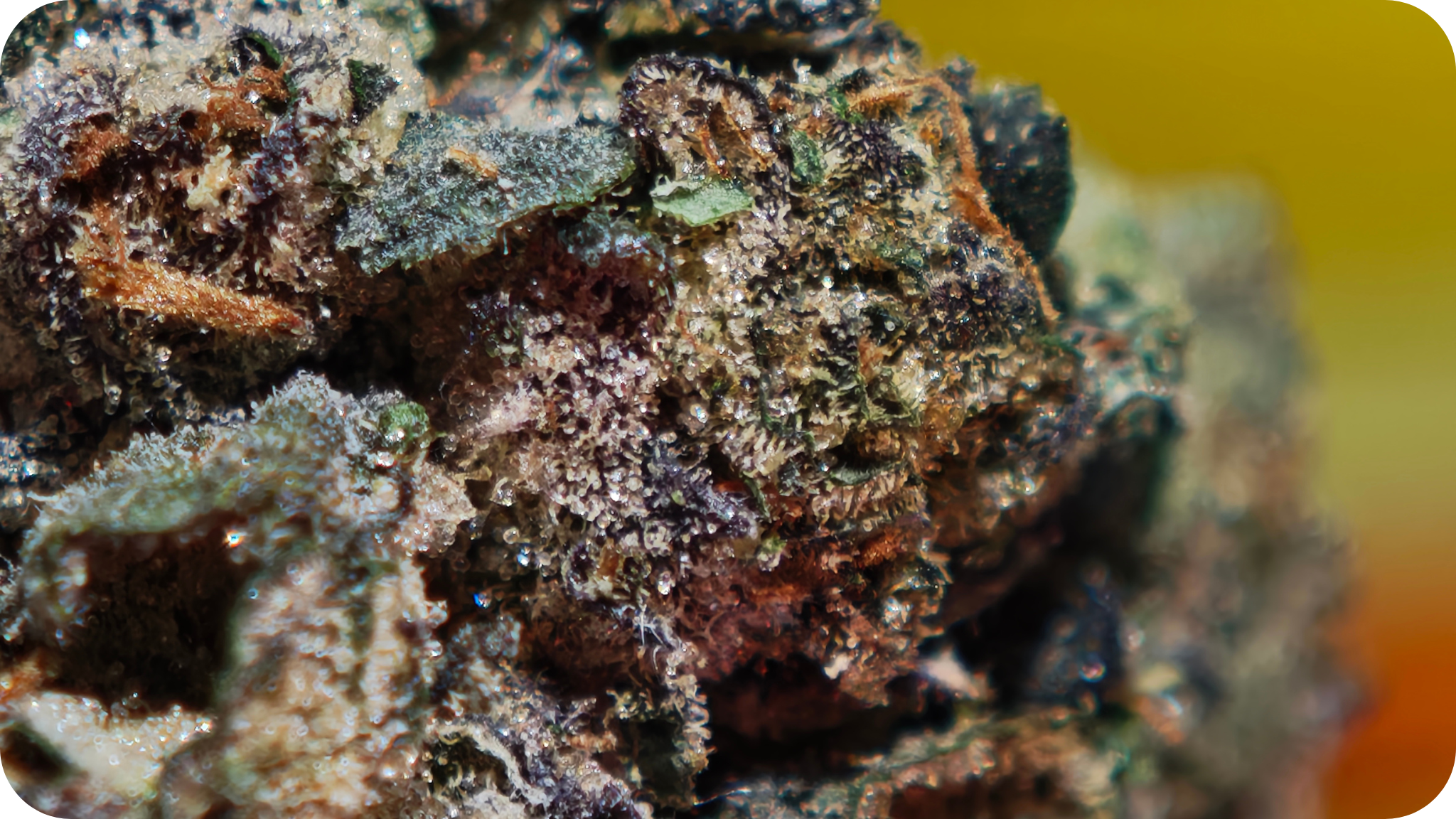 Fleur Sunset Sherbet THCA – effet euphorisant, relaxation intense et naturel puissant
