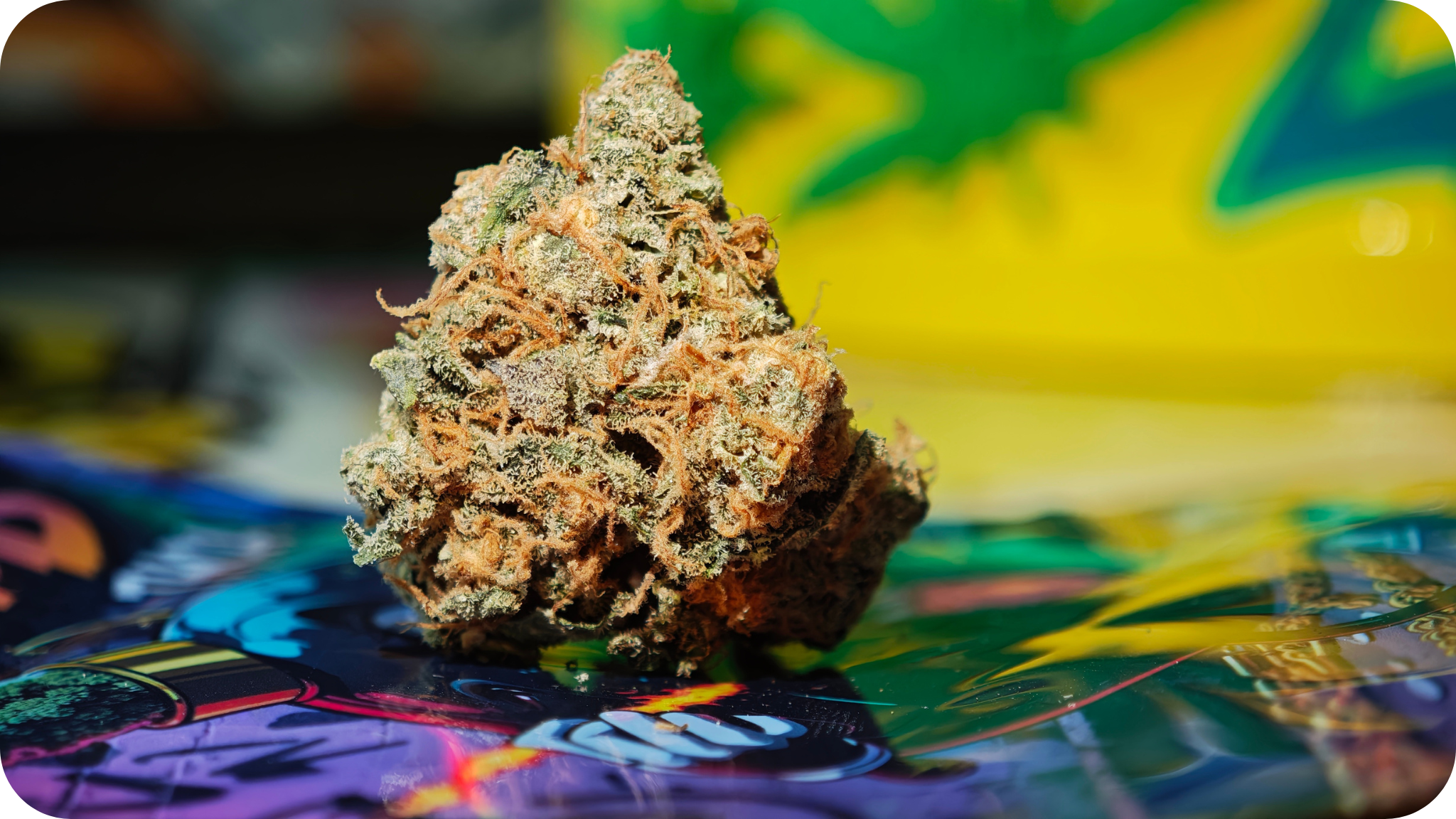 Black Bomb THCA USA – fleur américaine authentique disponible chez Leaf Gold